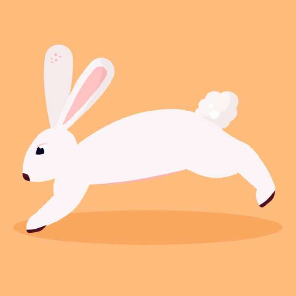 Rabbit Illustration